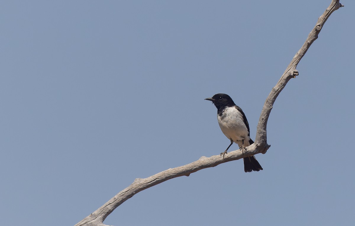 Hooded Robin - ML609730973