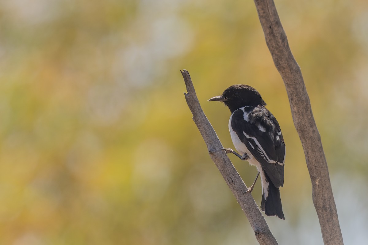 Hooded Robin - ML609730974