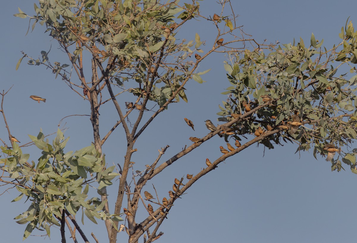 Zebra Finch - ML609730980