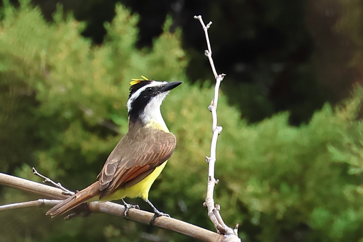 Great Kiskadee - Vinicio Cruz