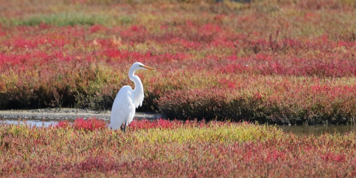 Great Egret - ML609731031