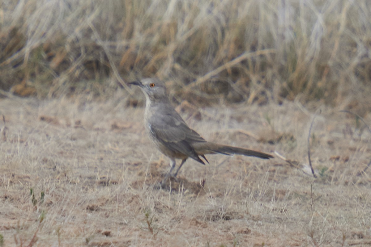 Bendire's Thrasher - Grigory Heaton