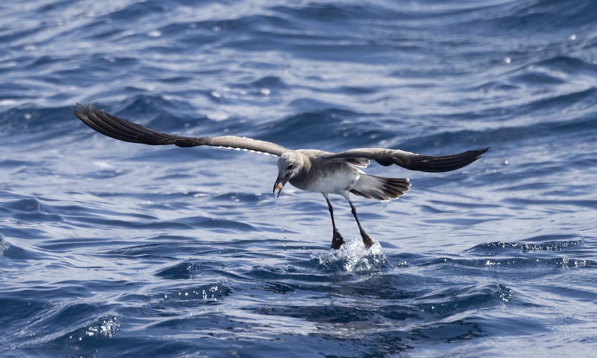 Laughing Gull - Ben Loehnen