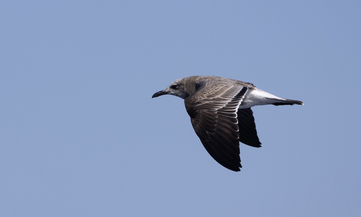 Laughing Gull - ML609731094