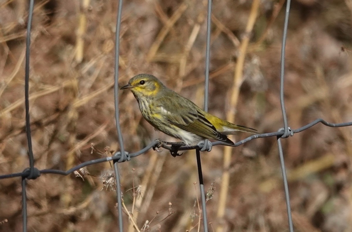 Cape May Warbler - ML609731169
