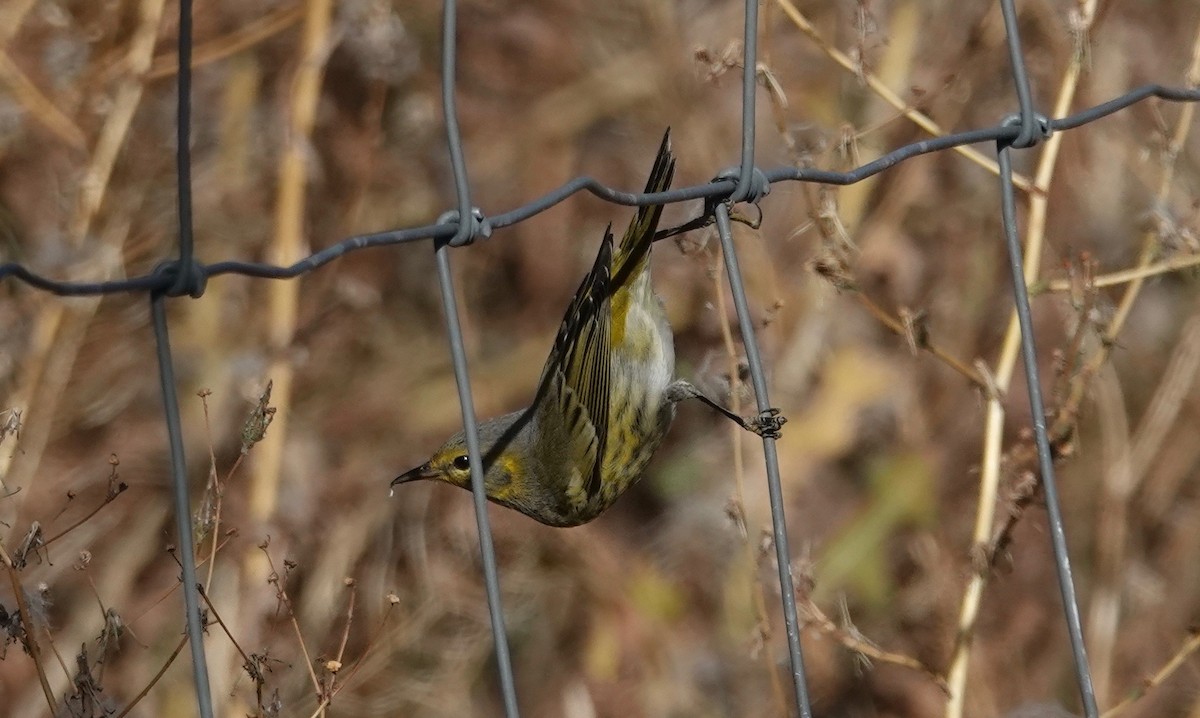 Cape May Warbler - ML609731179