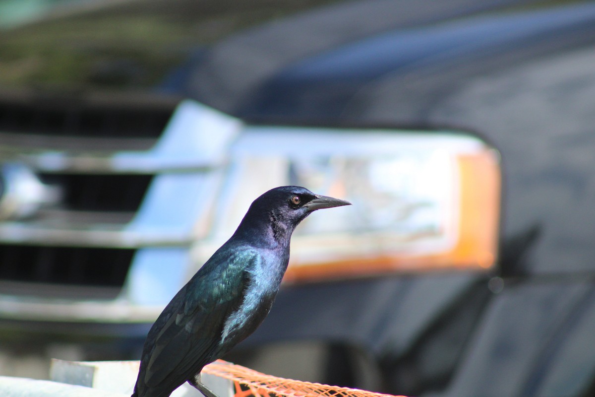 Boat-tailed Grackle (westoni) - ML609731183