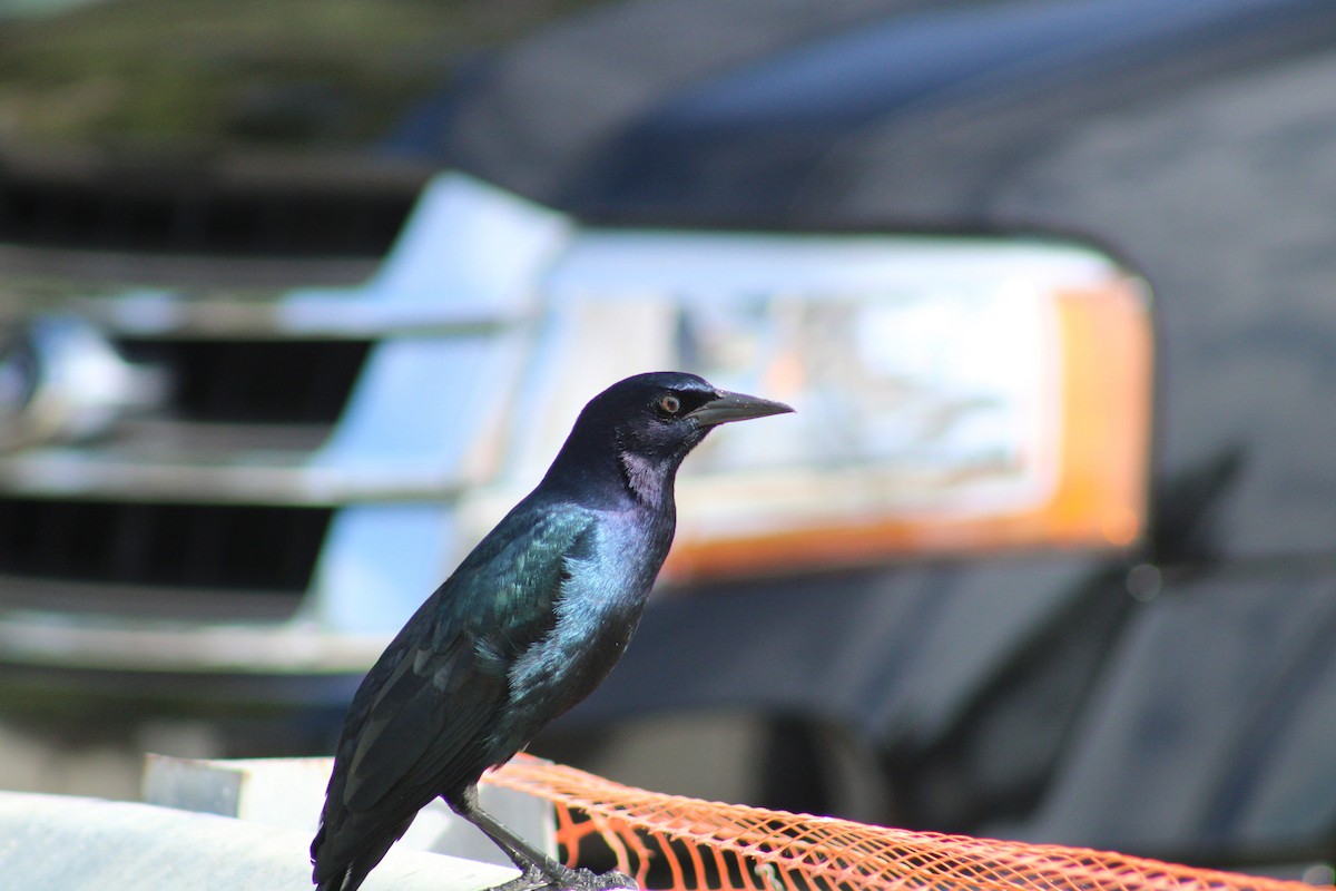 Boat-tailed Grackle (westoni) - ML609731184