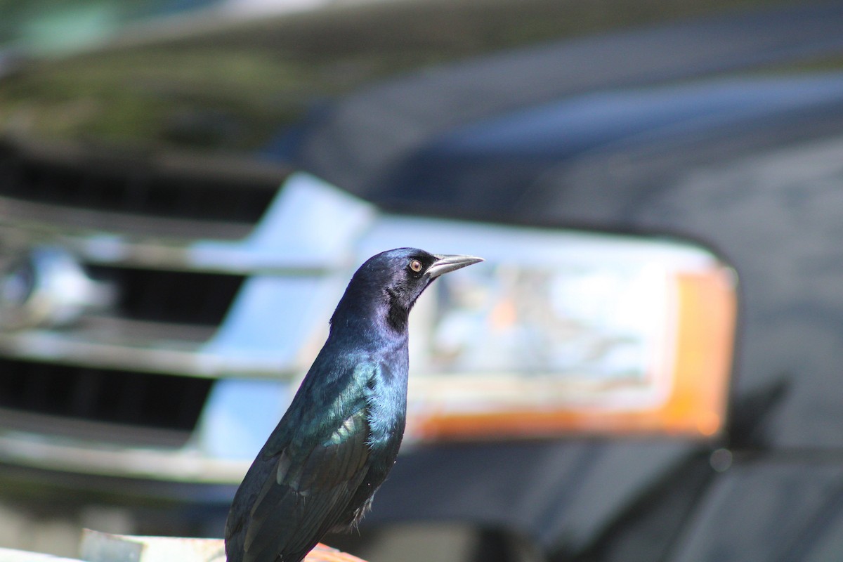 Boat-tailed Grackle (westoni) - ML609731185