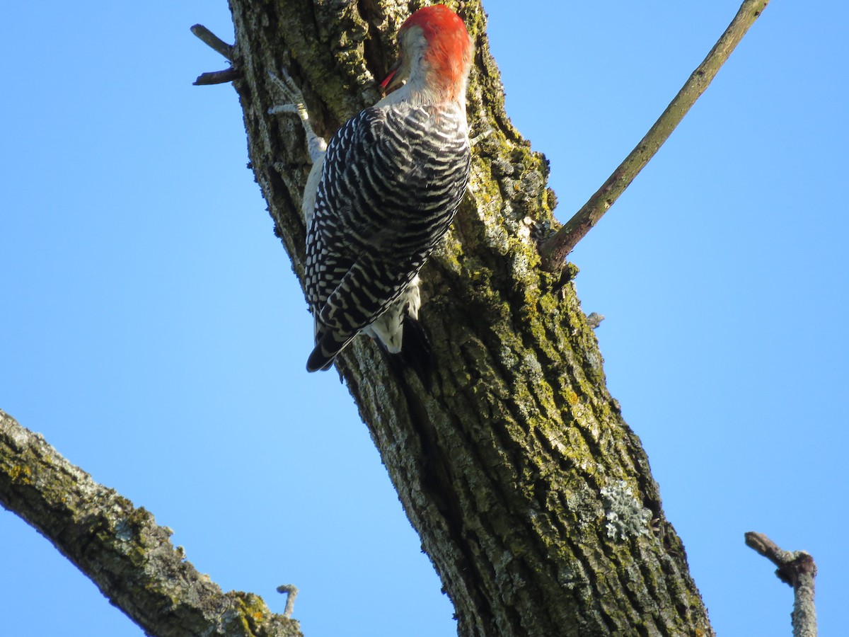 Red-bellied Woodpecker - ML609731186