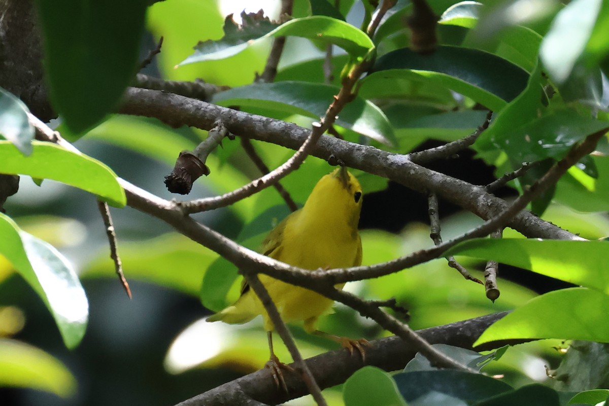 Yellow Warbler - Vinicio Cruz