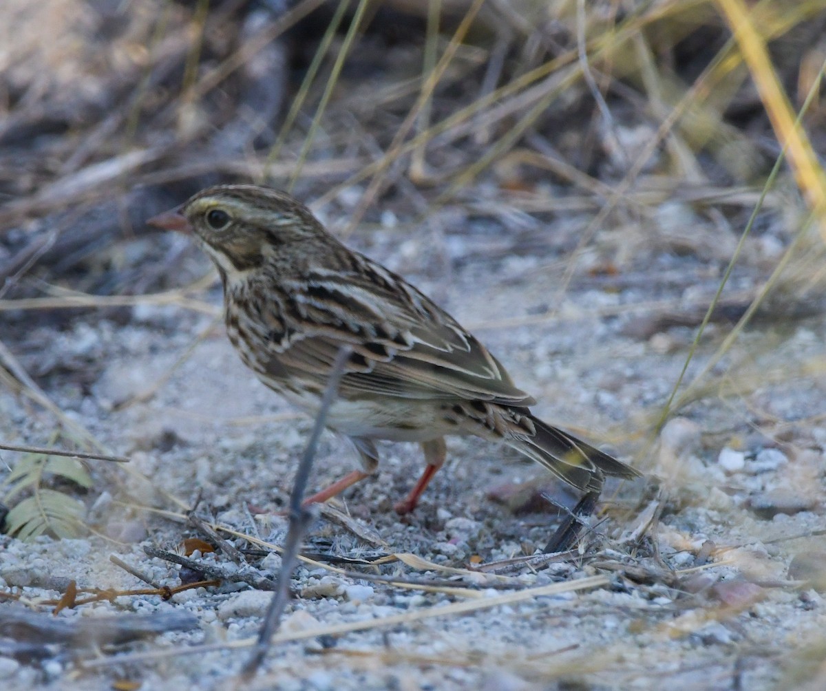 Savannah Sparrow - ML609731245