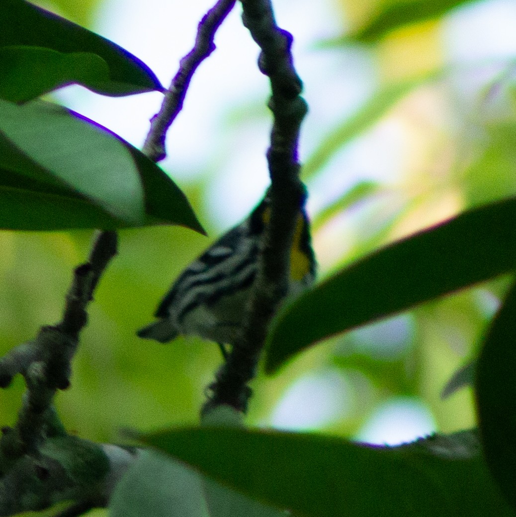 Yellow-throated Warbler - ML609731262