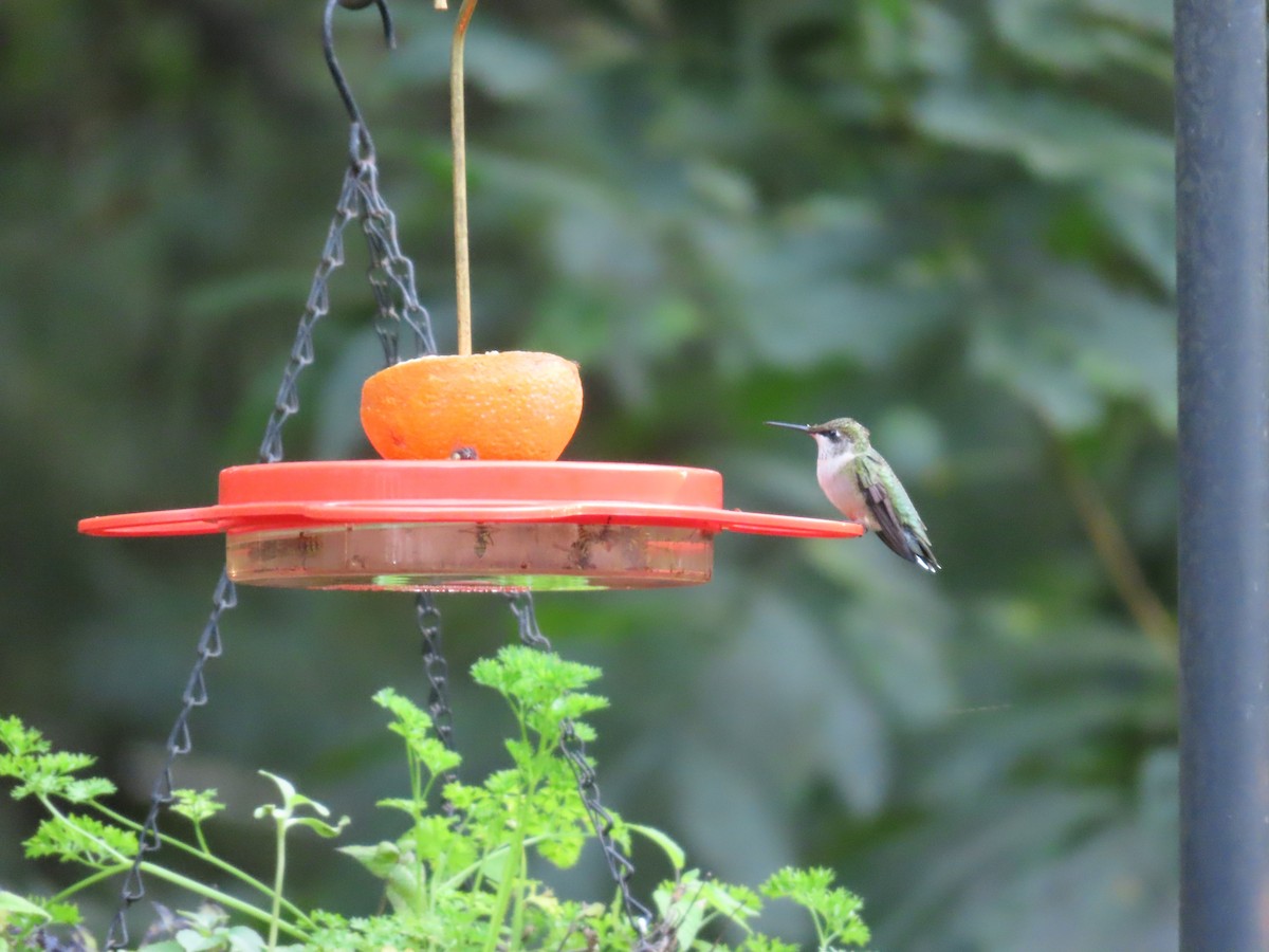 Ruby-throated Hummingbird - ML609731437