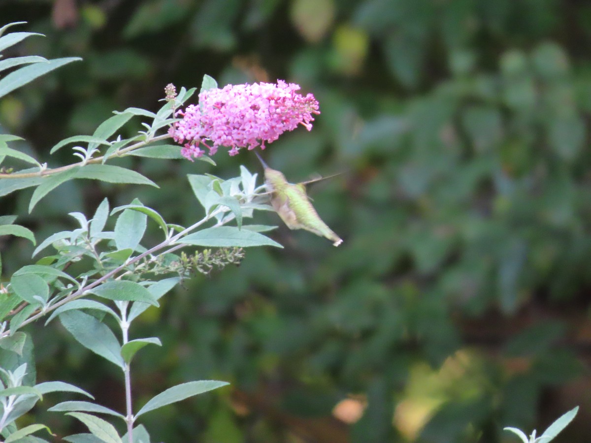 Ruby-throated Hummingbird - Sandy Morrissey