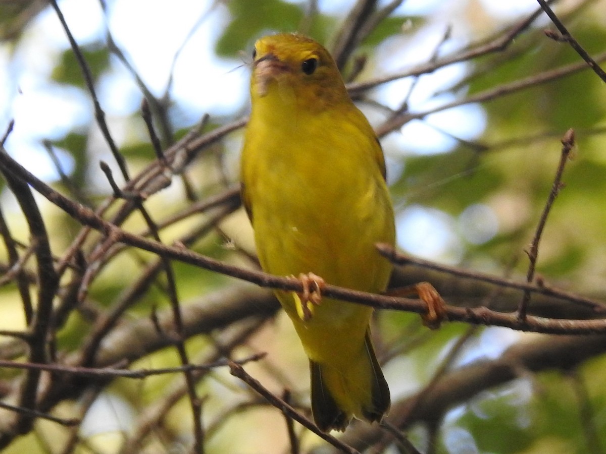 Paruline jaune - ML609731571