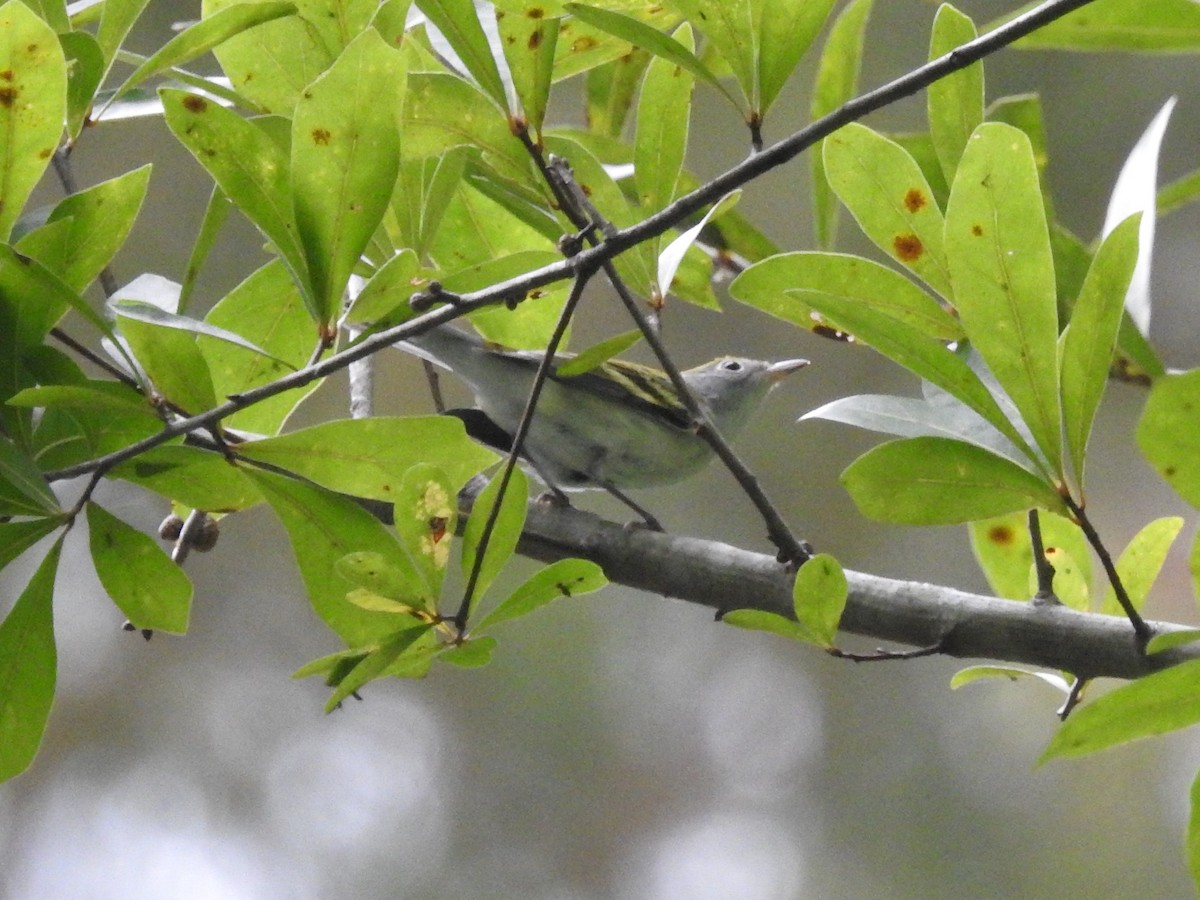 Chestnut-sided Warbler - ML609731595