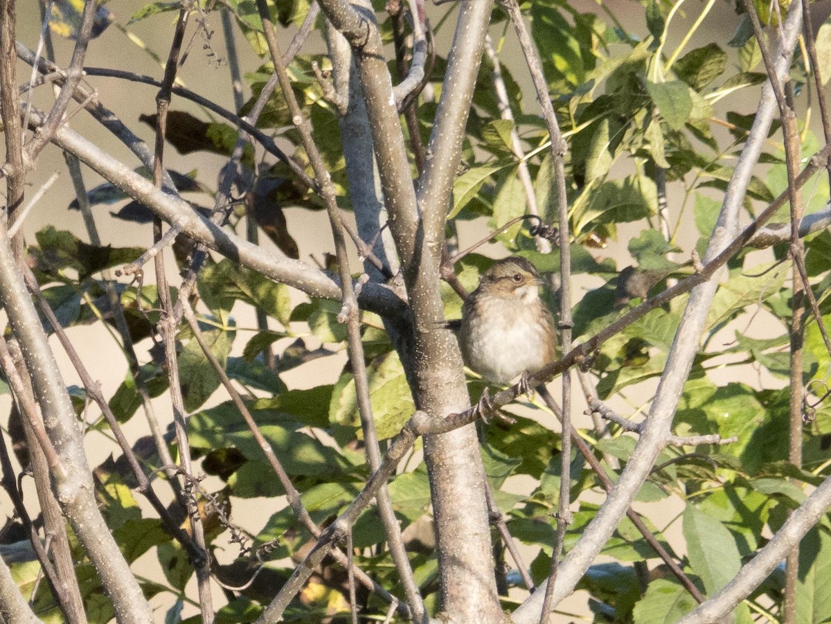Swamp Sparrow - Livia .