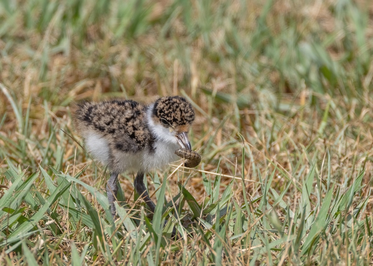 Masked Lapwing - Julie Clark