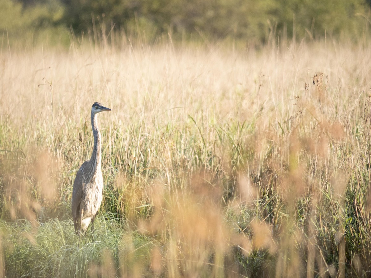 Great Blue Heron - Livia .