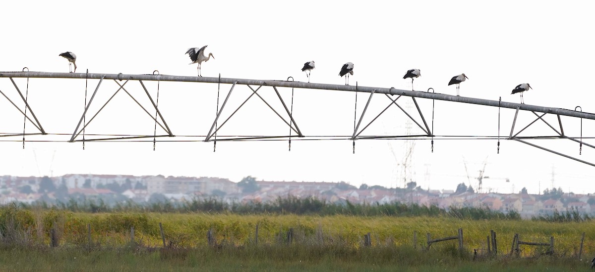 White Stork - ML609731672