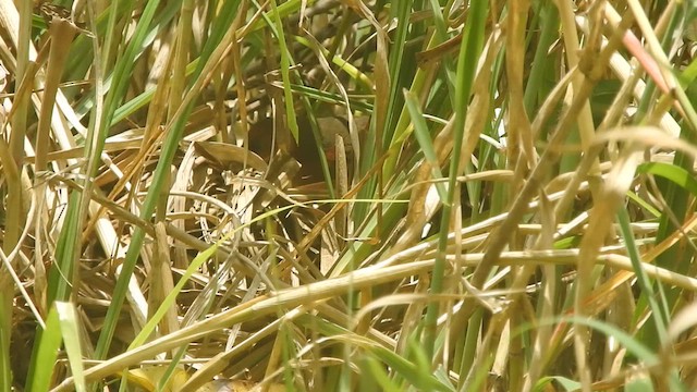 Rufous-sided Crake - ML609731673