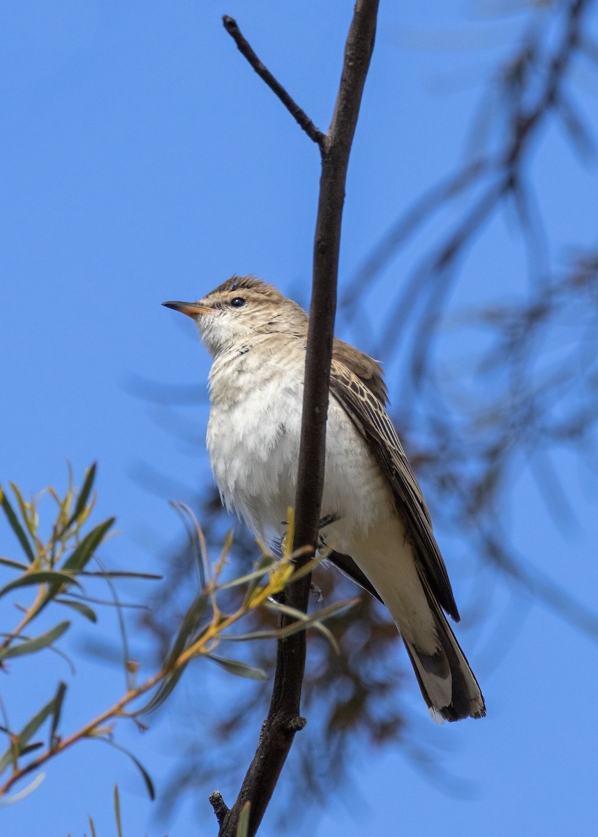 White-winged Triller - ML609731685