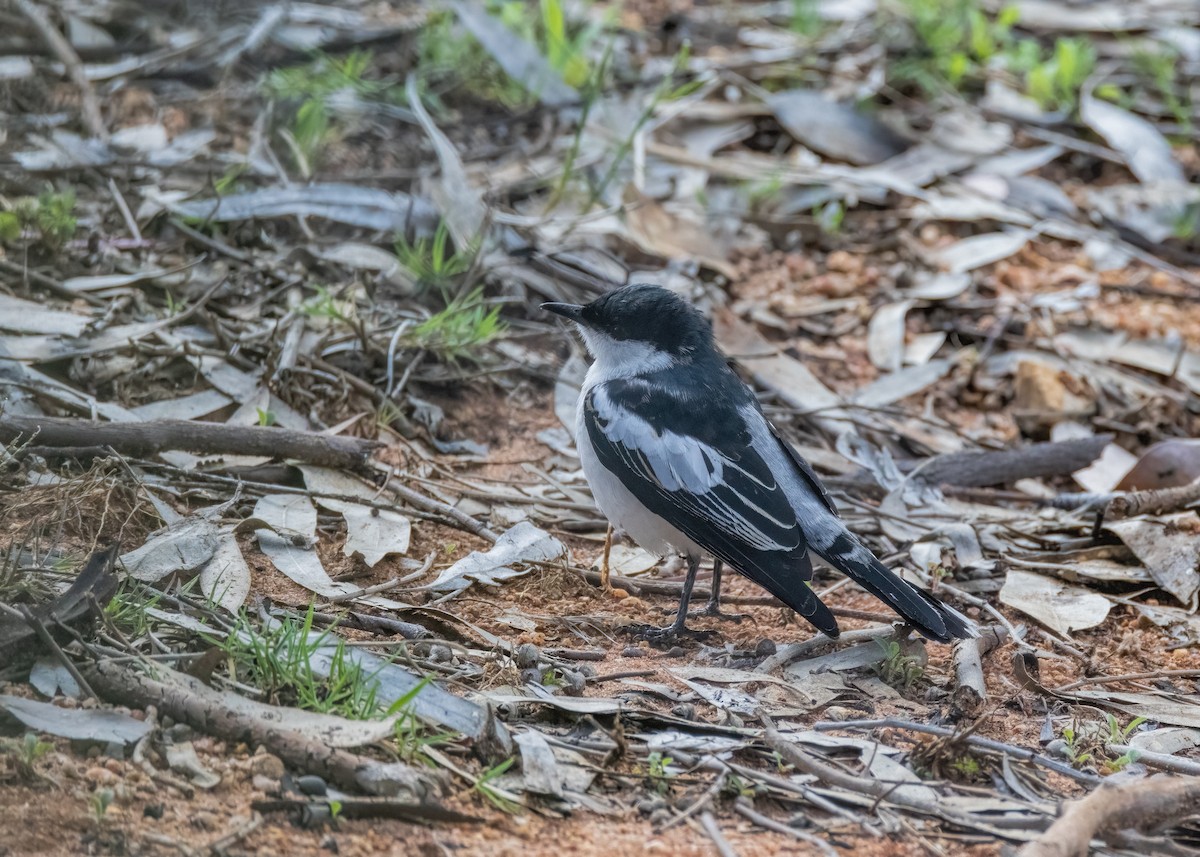 White-winged Triller - ML609731686