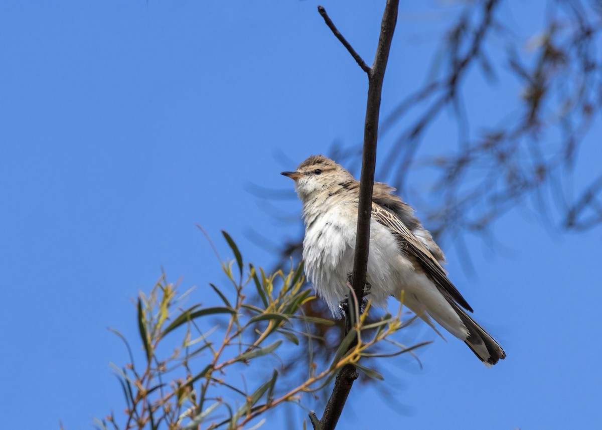 White-winged Triller - ML609731687