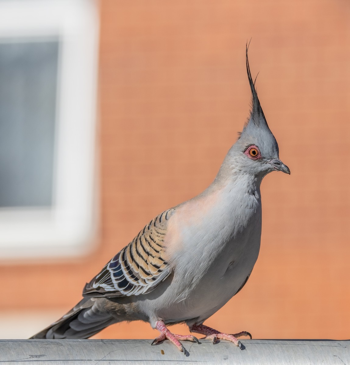 Crested Pigeon - ML609731838