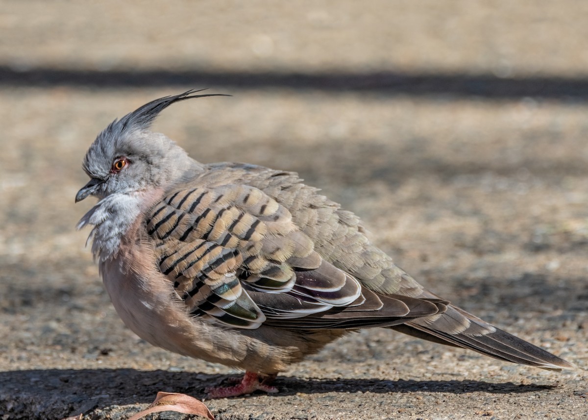 Crested Pigeon - ML609731839