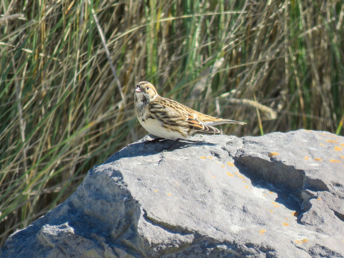 Lapland Longspur - ML609731879