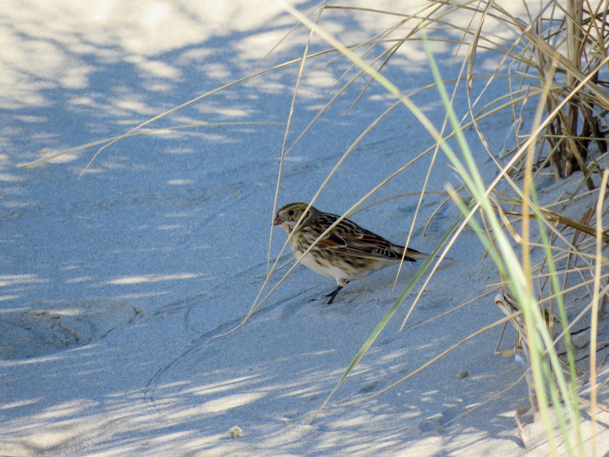 Lapland Longspur - ML609731882