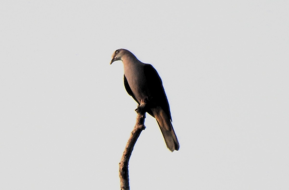 holub světlebřichý - ML609731926
