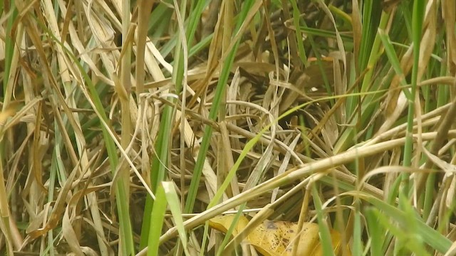 Rufous-sided Crake - ML609731944