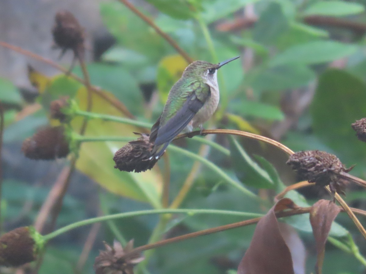 Colibrí Gorjirrubí - ML609732092