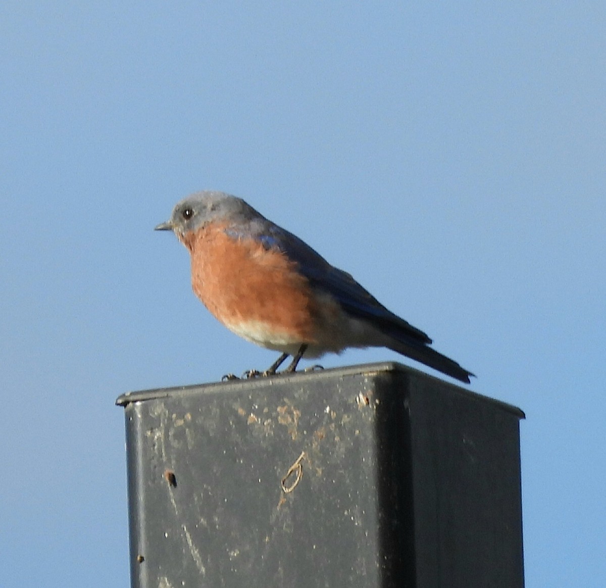 Eastern Bluebird - ML609732149