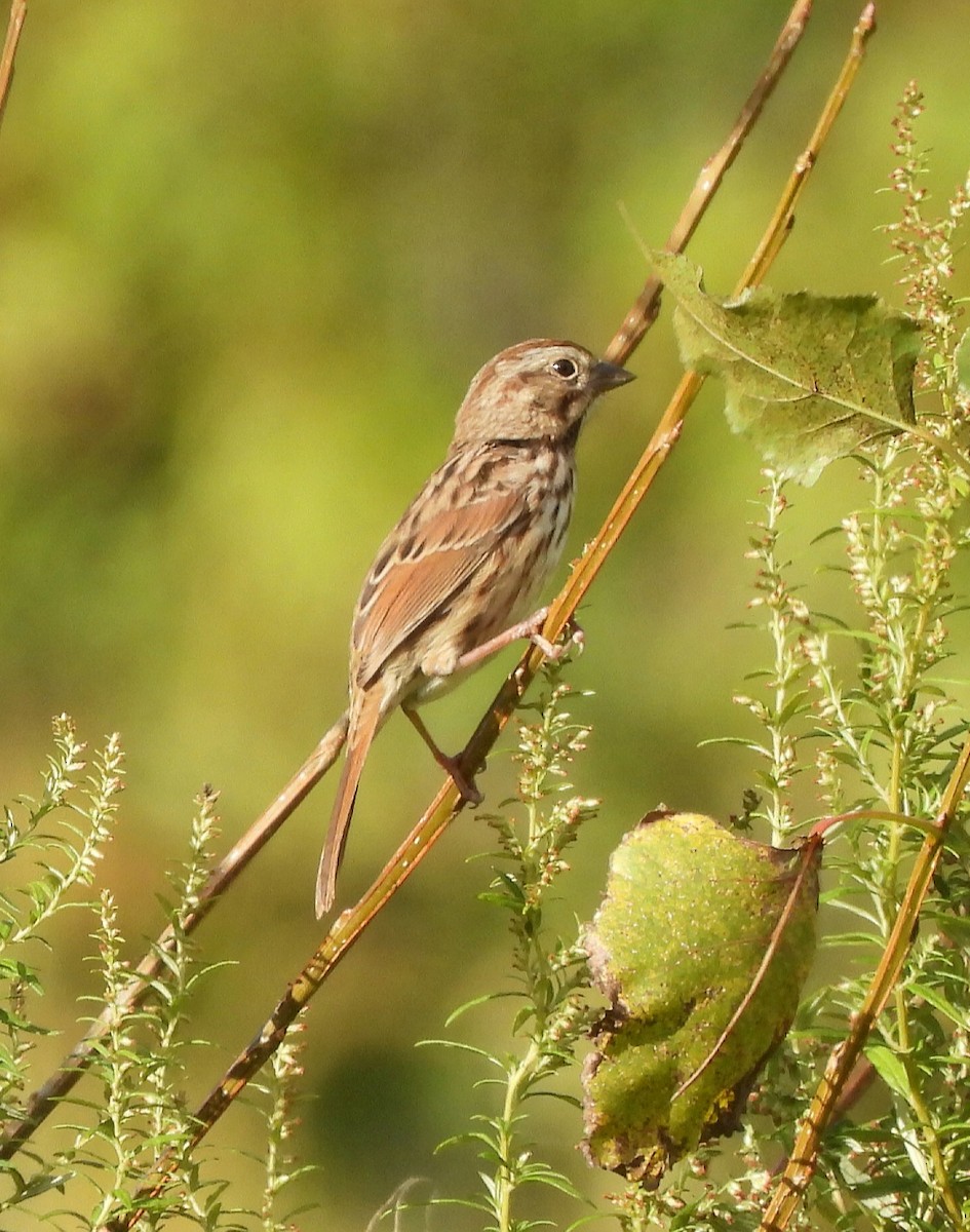 Song Sparrow - ML609732157