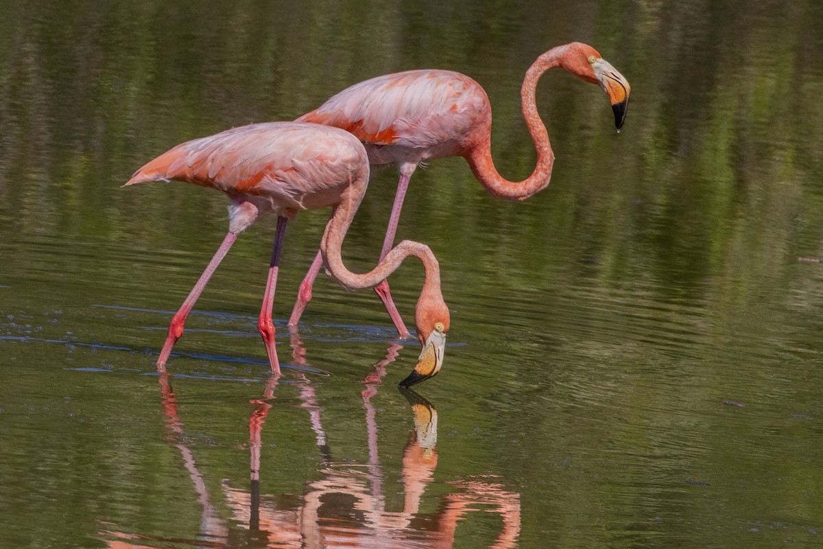 Amerika Flamingosu - ML609732170