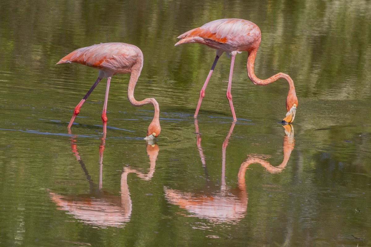 Amerika Flamingosu - ML609732172
