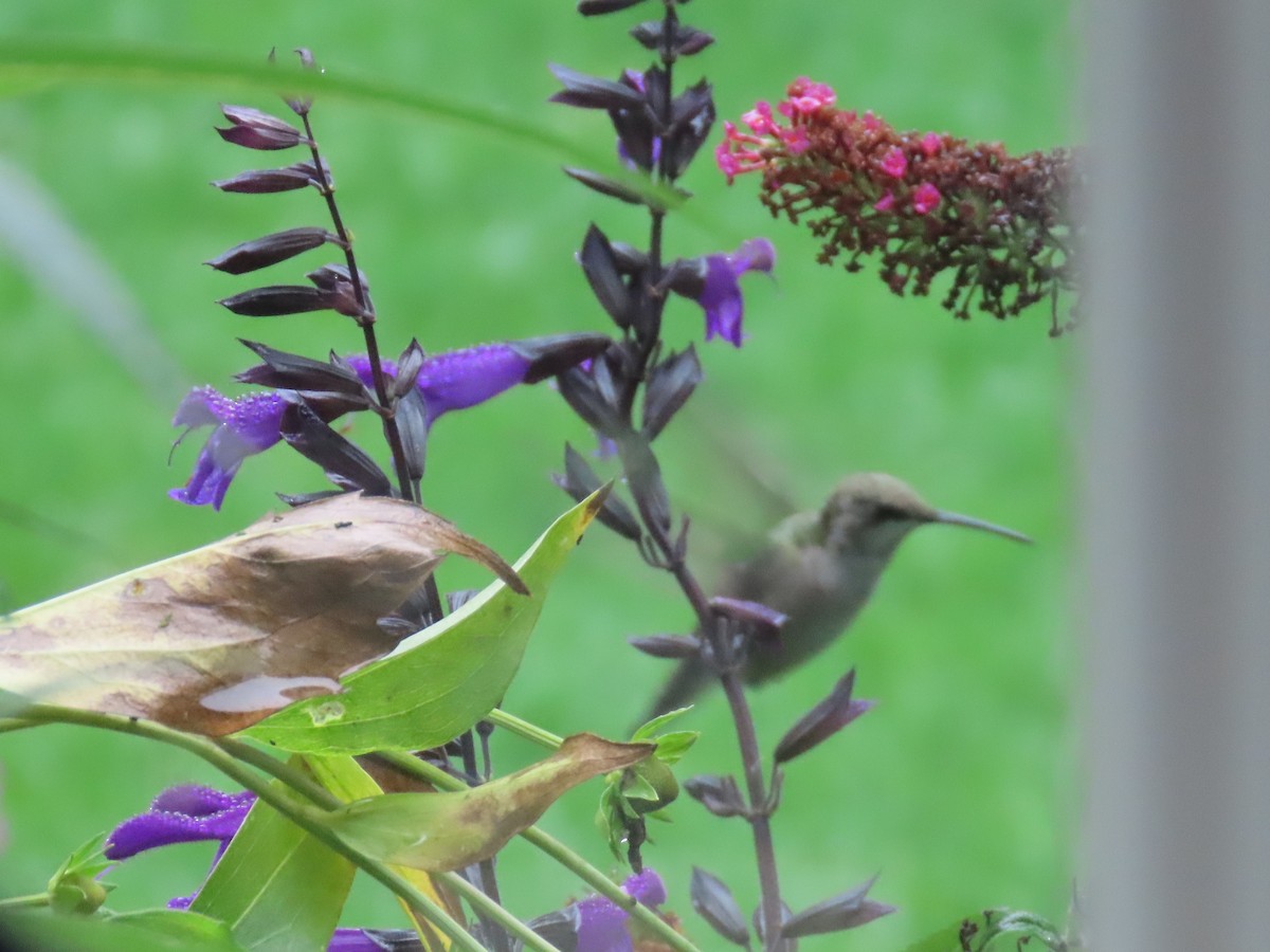 Ruby-throated Hummingbird - ML609732200