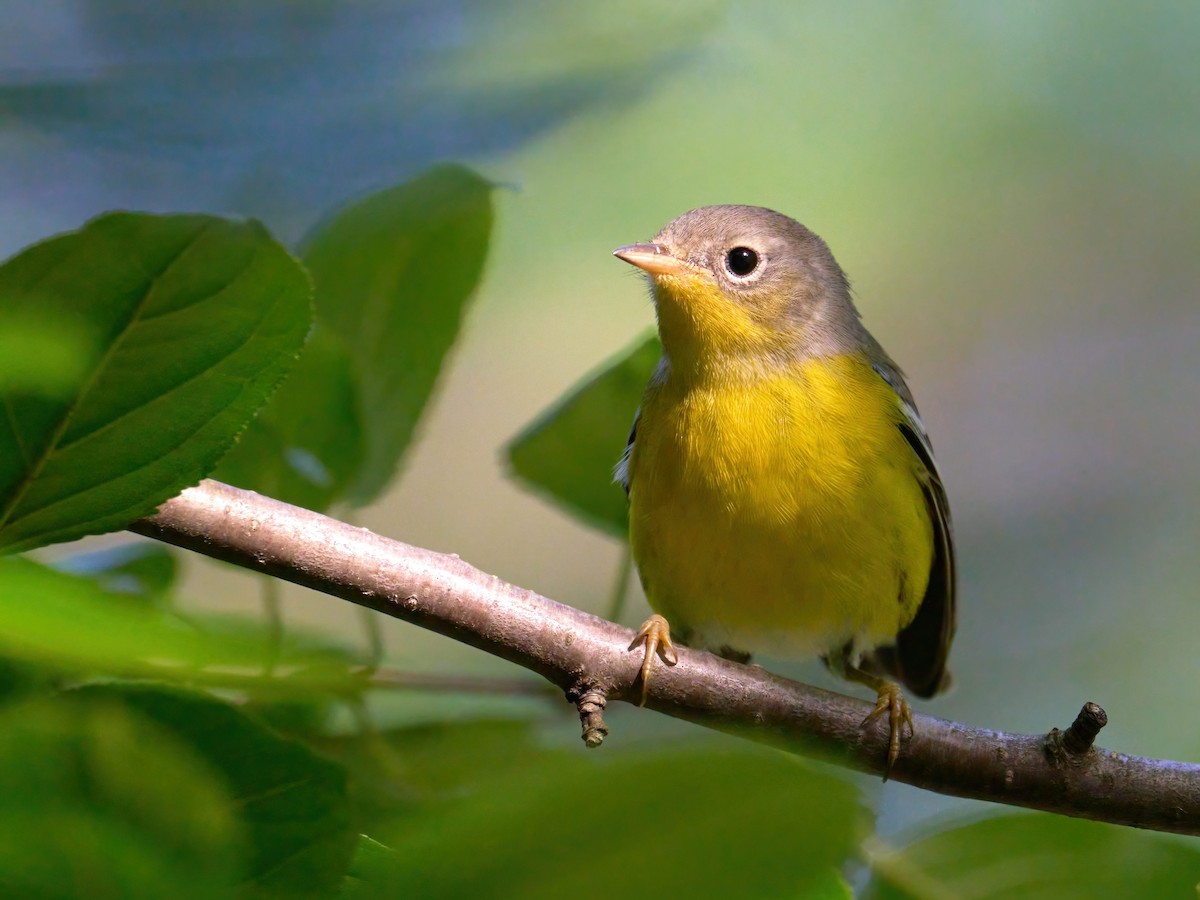 Magnolia Warbler - ML609732251