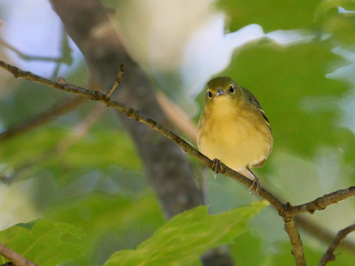 Bay-breasted Warbler - ML609732255