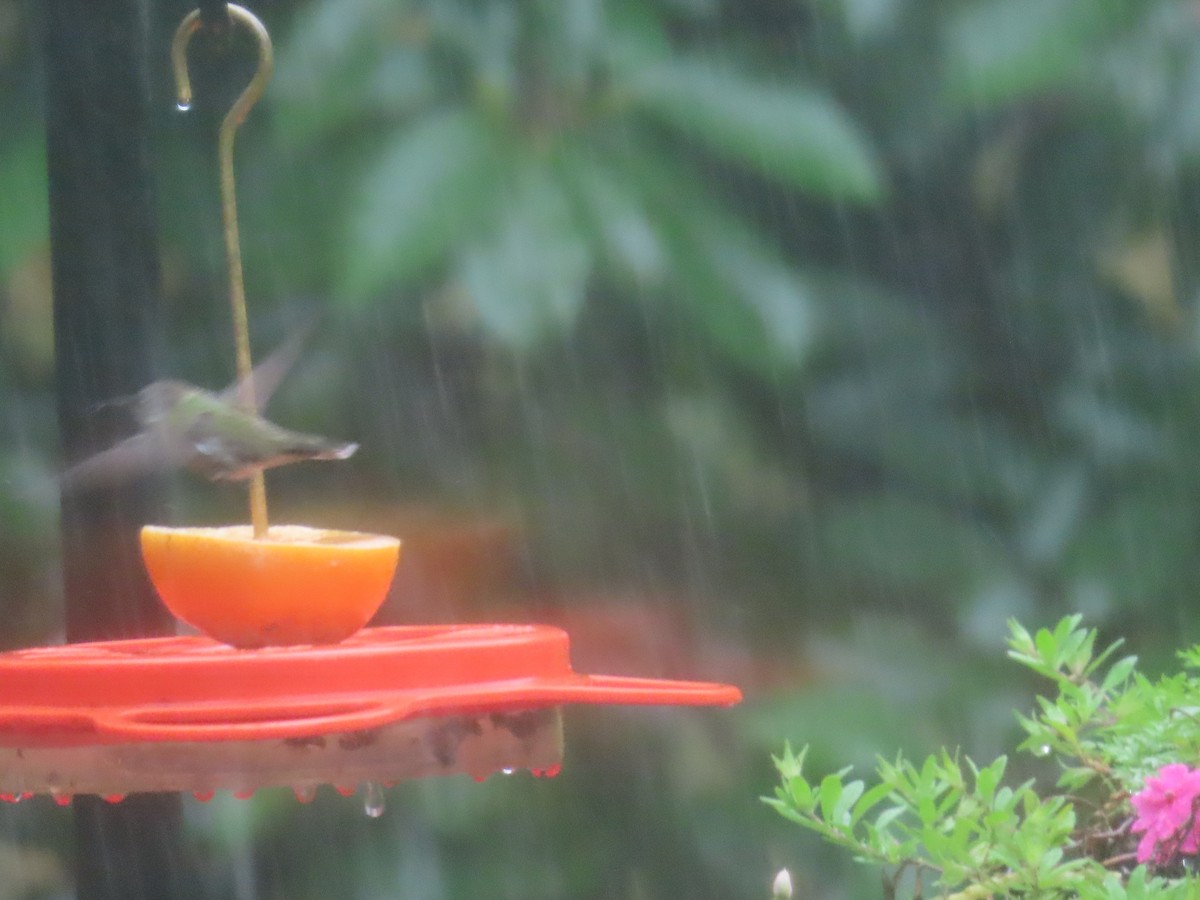 Colibrí Gorjirrubí - ML609732298