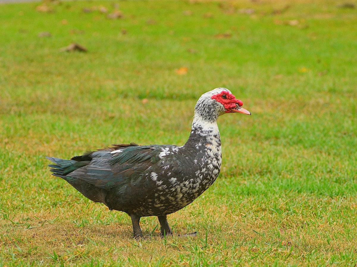 Muscovy Duck (Domestic type) - ML609732401