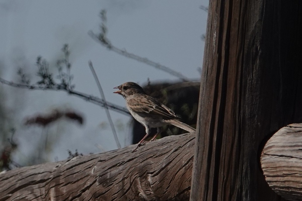 Brewer's Sparrow - ML609732421