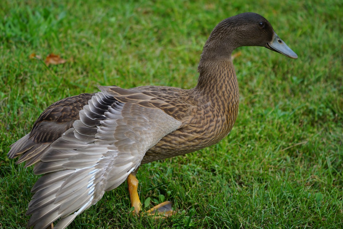 Mallard (Domestic type) - ML609732438