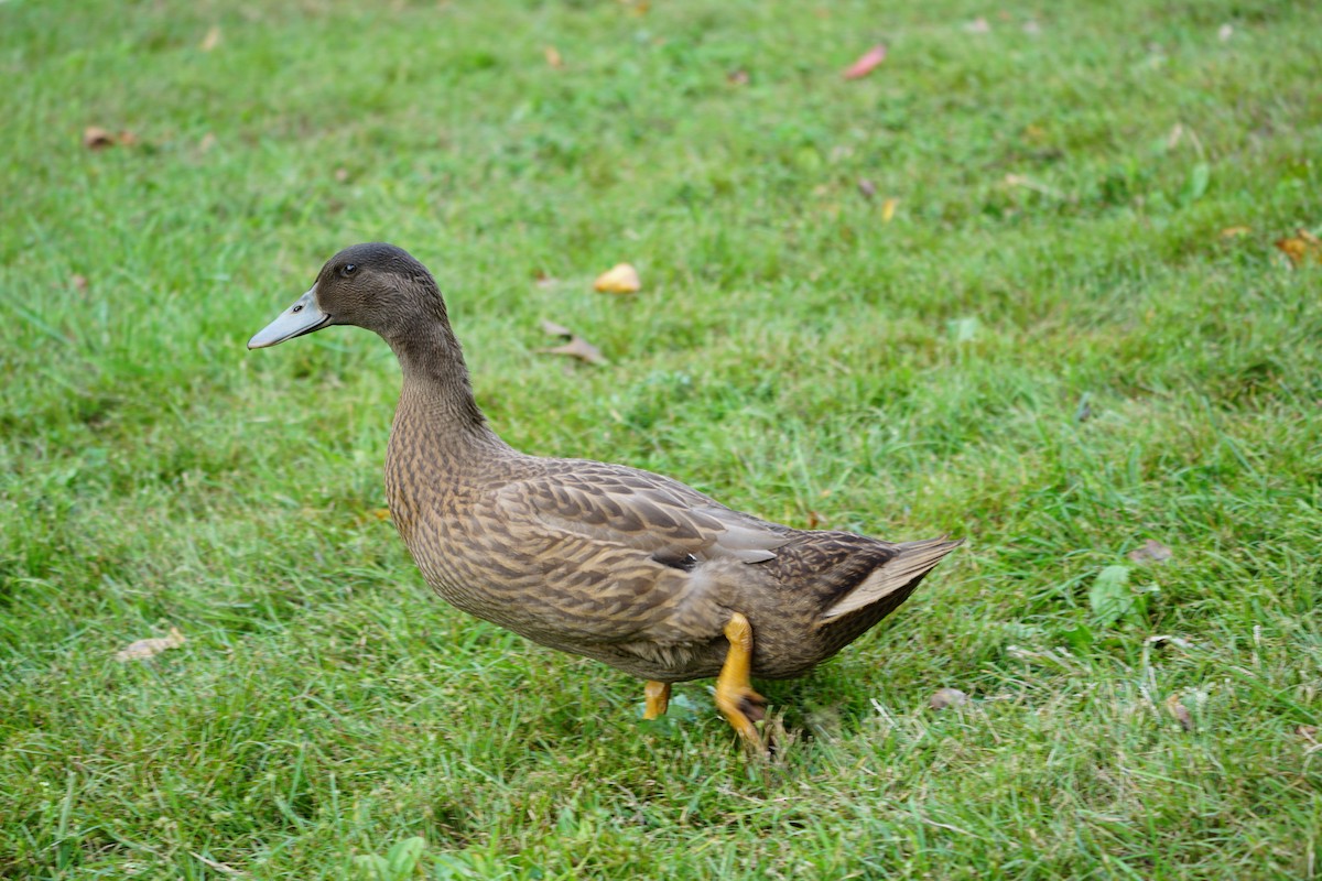 Mallard (Domestic type) - ML609732439