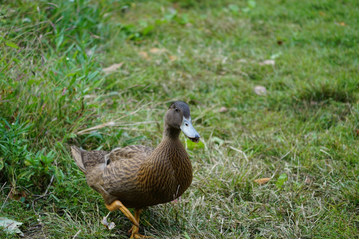 Fehlfarben-Stockente/Hausente - ML609732440