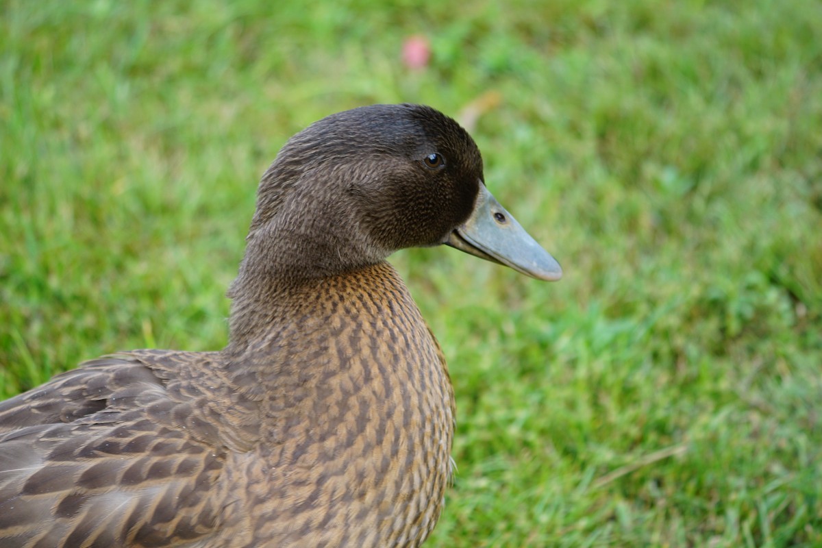 Mallard (Domestic type) - ML609732441